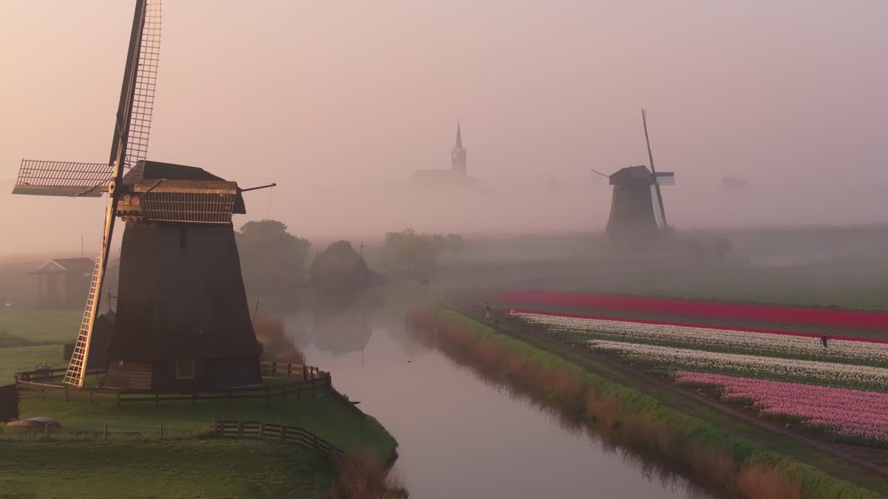 Vista aerea di un villaggio olandese con nebbia, filari di tulipani e vecchi mulini a vento all'alba.