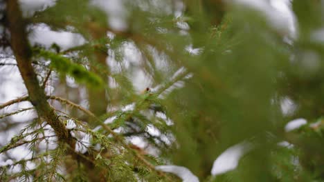 Pine-Needles,-Winter-Snow,-Medium-Shot,-Evergreen-Tree,-Winter-Day-Snow-Melting-Off