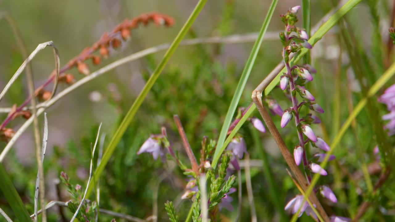 Close-up of purple heather wildflowers gently moving in bright, natural grassland with soft bokeh