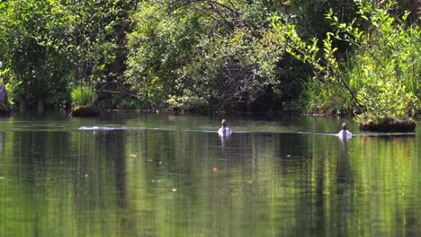 Common-Merganser-in-the-Rogue-River,-Southern-Oregon