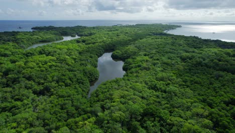 thick mangrove forest and water bodies on isla grande with ocean horizon