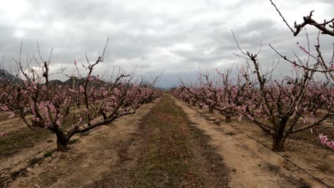 Campo-De-árboles-Frutales-En-Flor-Rosa-Bajo-Cielos-Nublados