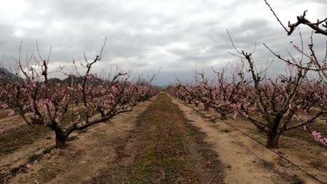 campo de árboles frutales en flor rosa bajo cielos nublados