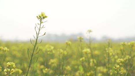 Senfblumen-Blühen-Auf-Dem-Weiten-Feld