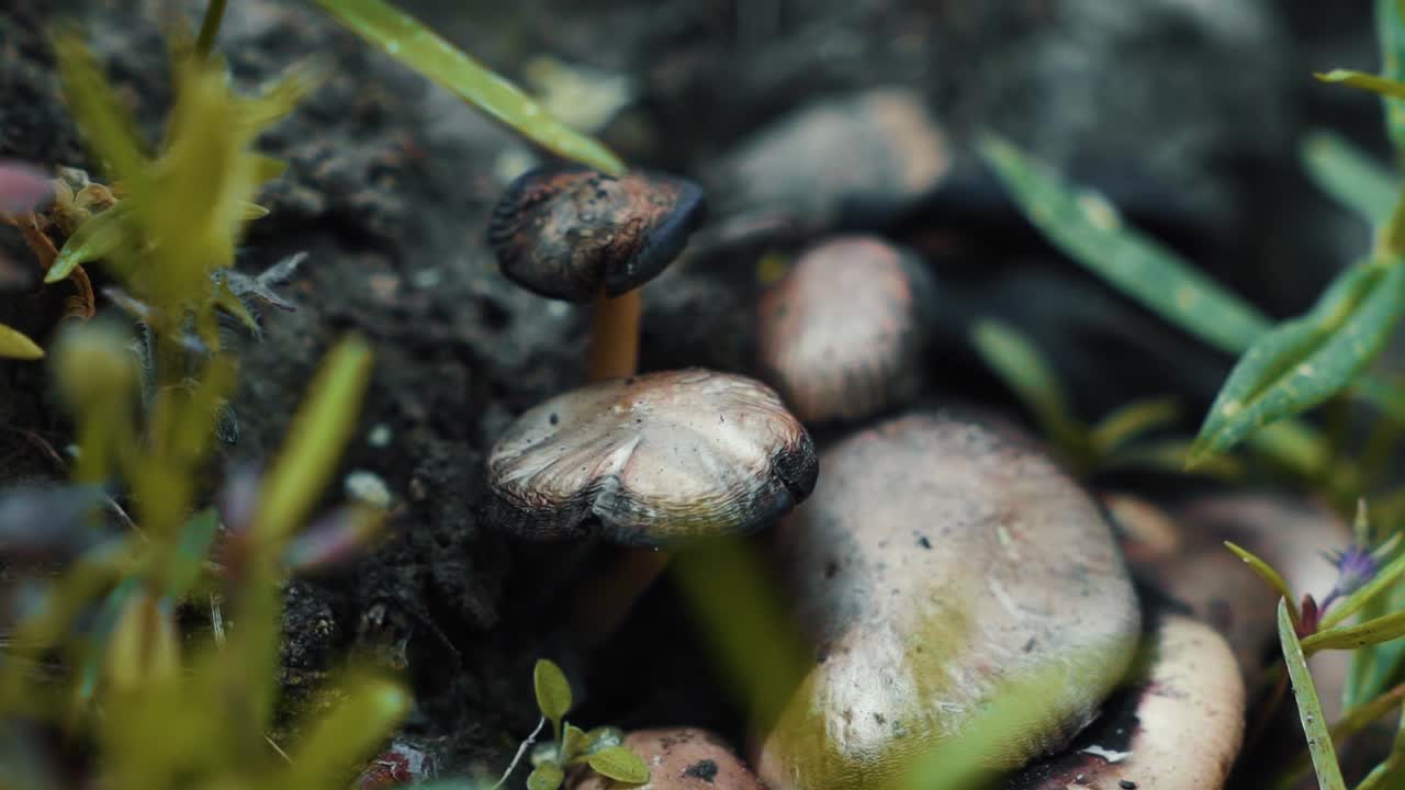 primer plano macro tiro inclinado hacia arriba de un montón de hongos silvestres en el suelo del bosque en las montañas rocosas de utah en los ee.uu.