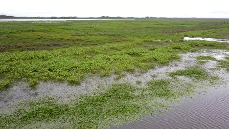 wetlands of northeast argentina shooted with drone