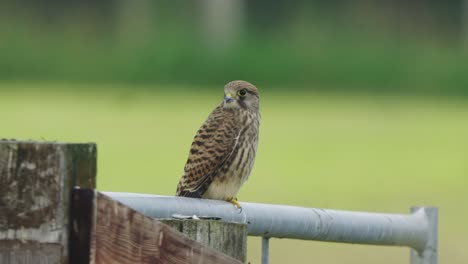 Eurasian-kestrel,-or-common-kestrel,-bird-perched-on-a-gate-in-Netherlands