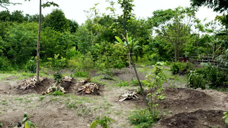 disparo móvil de bosques y plantas