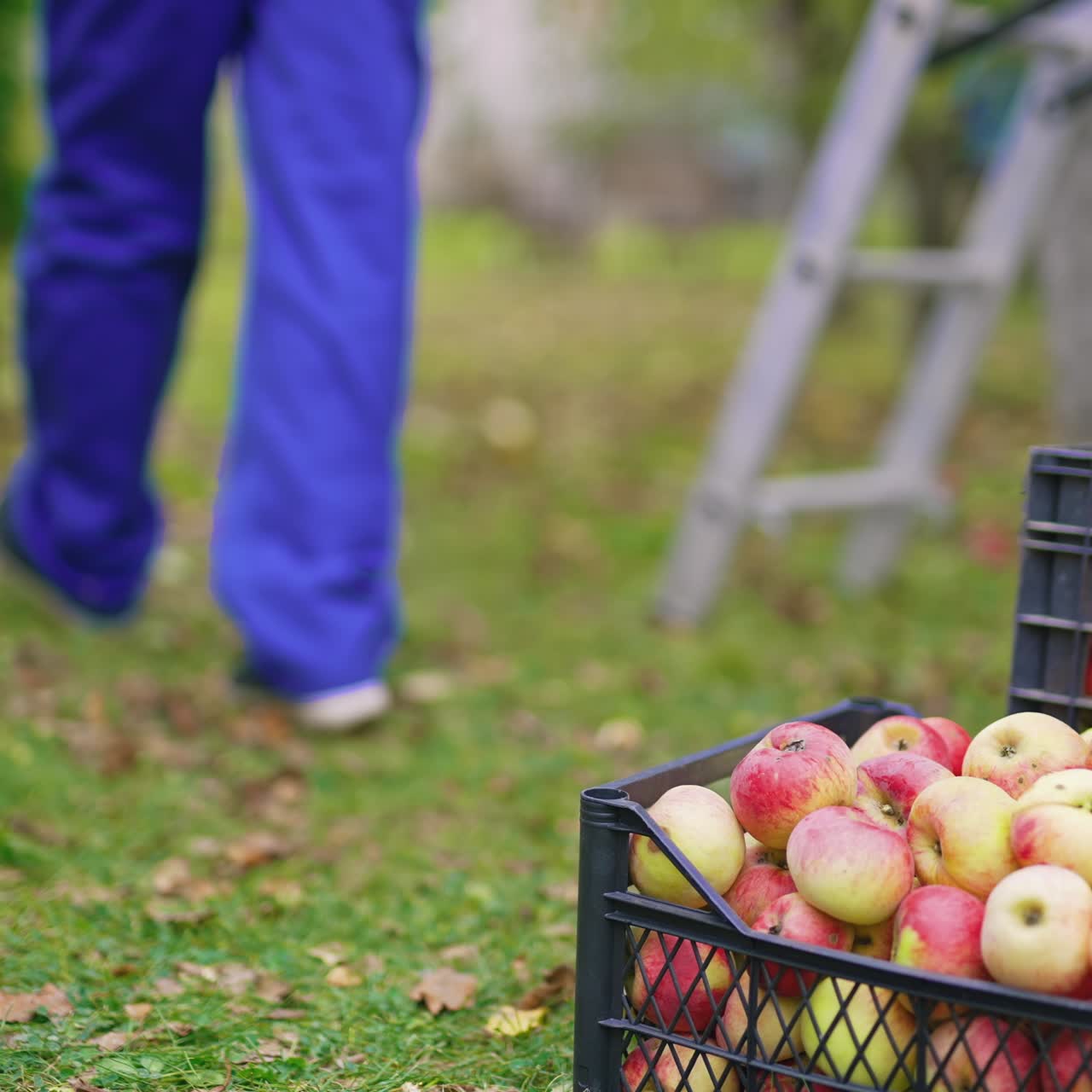 Apples in basket agricultural harvesting. Fresh organic fruits garden in basket
