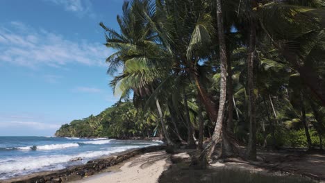 Serene-beach-with-palm-trees-leaning-over-the-shore,-waves-gently-crashing-in-the-background-on-Bastimentos-Island,-Panama