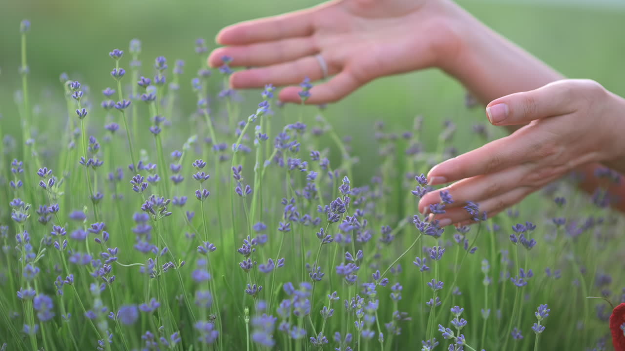Close up of gentle hands brushing through lavender flowers in bloom