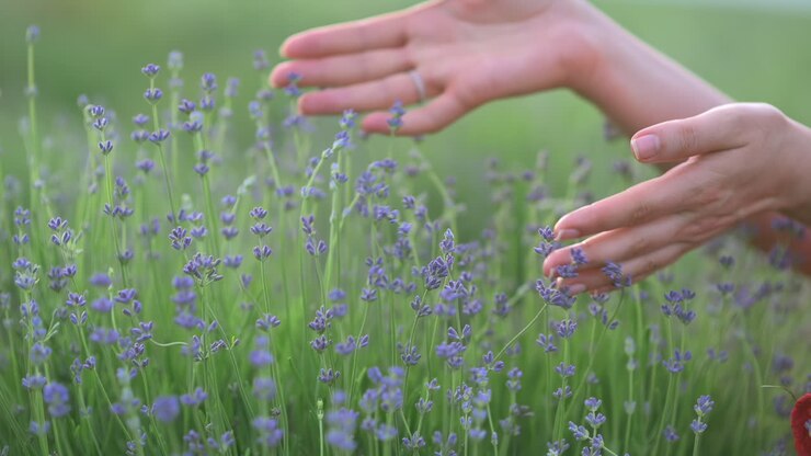 Nærbillede af blide hænder, der berører lavendelblomster i flor