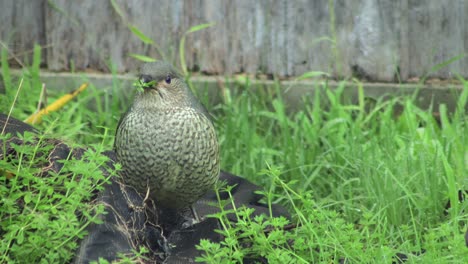 satin bowerbird female eating wet green weeds grass close up daytime australia, victoria, gippsland, maffra