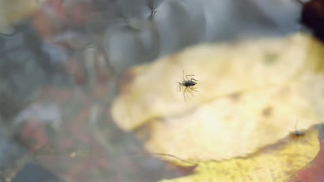 bugs stand float on water surface, leaves in clear creek water, slow motion