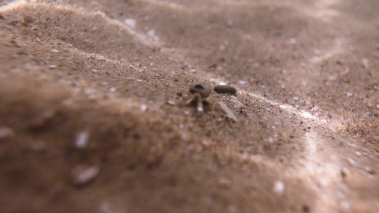 Granchio eremita che cammina all'indietro sul fondale sabbioso dell'oceano, primo piano