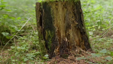 close up view from ground level looking at stump of cut down tree trunk in forest