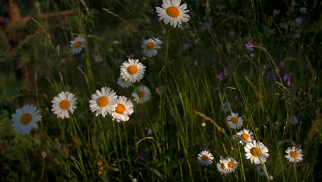 daisies in a meadow
