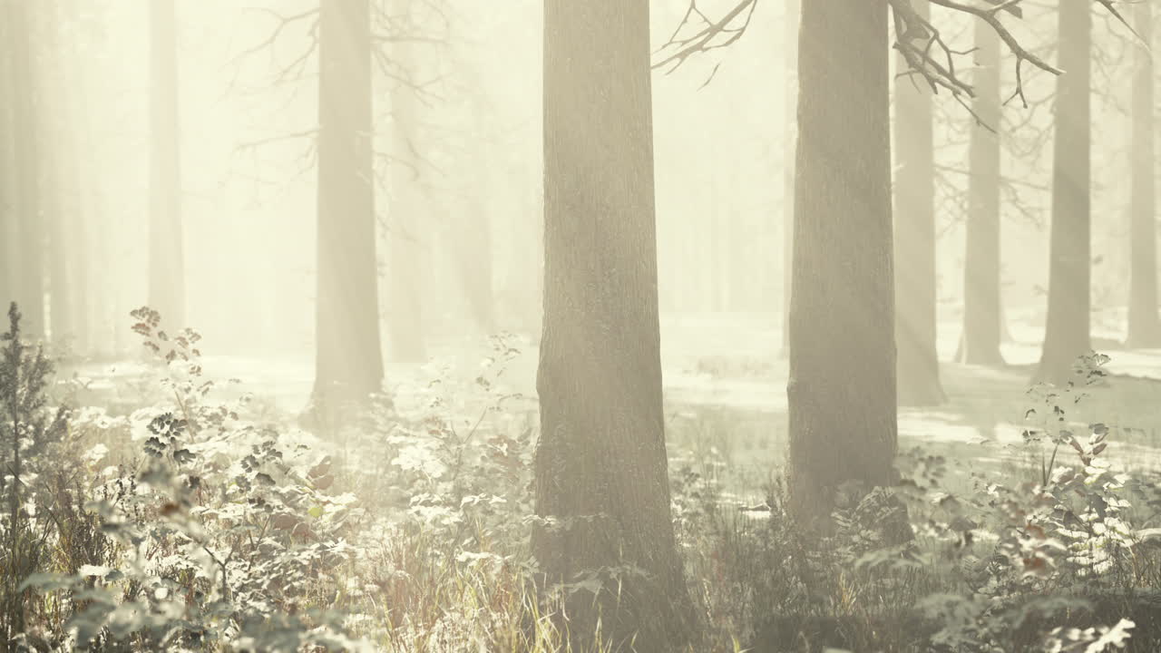 태양 광선 빛으로 마법의 12 월 숲