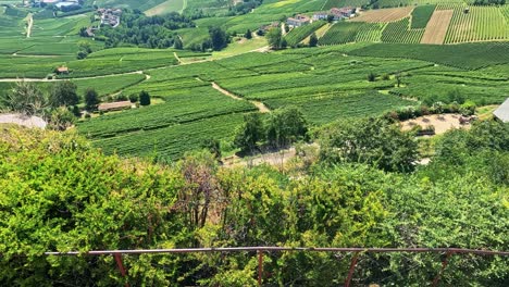 lush vineyards stretch across rolling hills