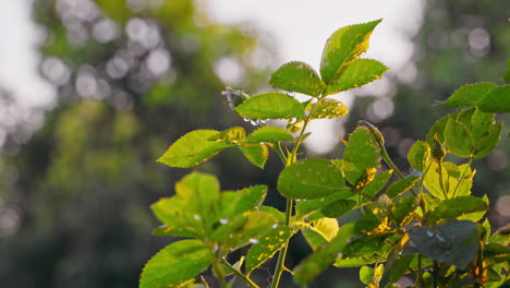 footage of dews on rose leaves in the morning