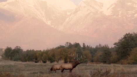 two elk are seen grazing in a field before a majestic mountain range