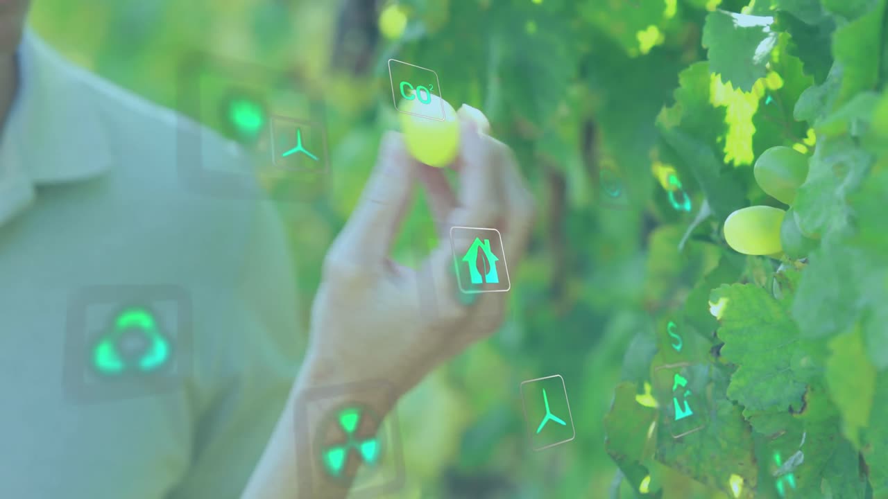 포도를 채취하는 백인 부부 위에 생태학 아이콘의 애니메이션