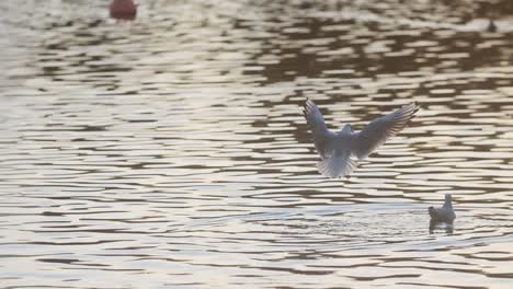 slow motion seagull landing in a pond at sunset