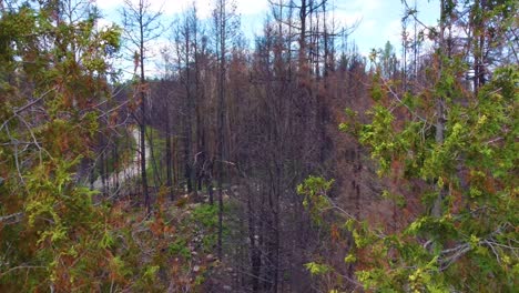 Moving-shot-along-a-winding-road-through-forest-trees-on-a-cloudy-day