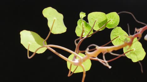 leaves of nasturtium on black background in backdrop