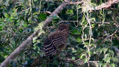 魚烏 (buffy fish owl) 是一個大型烏,但卻是四種烏中最小的