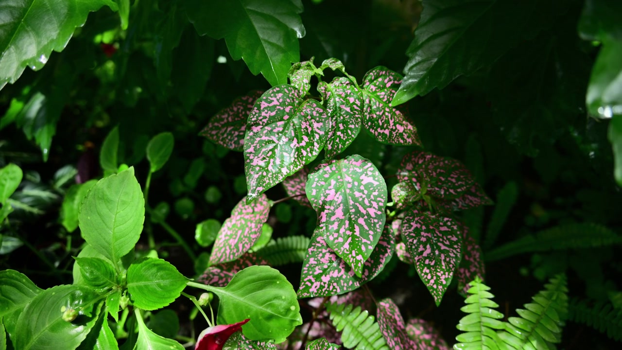 Foglie di pianta a pois rosa tra fogliame verde scuro e felci, Lednice, Repubblica Ceca