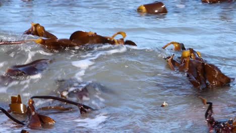 Closeup-of-Kelp-at-low-tide