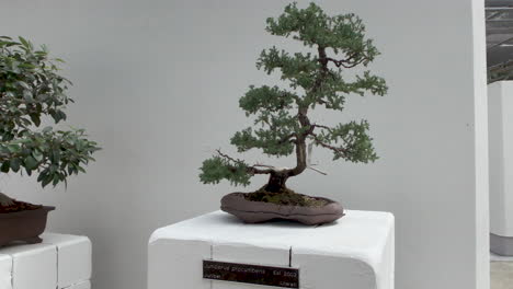 traditional bonsai tree, brisbane botanical gardens, queensland