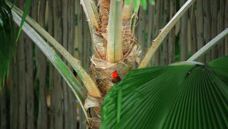 close up an orange bird sitting outside on a palm tree in nature