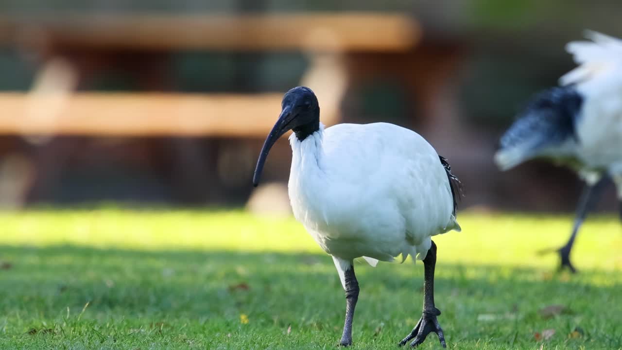 A group of ibis birds walking gracefully on a sunlit grassy area, showcasing natural behavior.