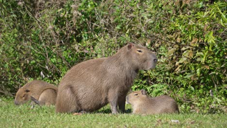 family of capybara resting in the grass. - static shot