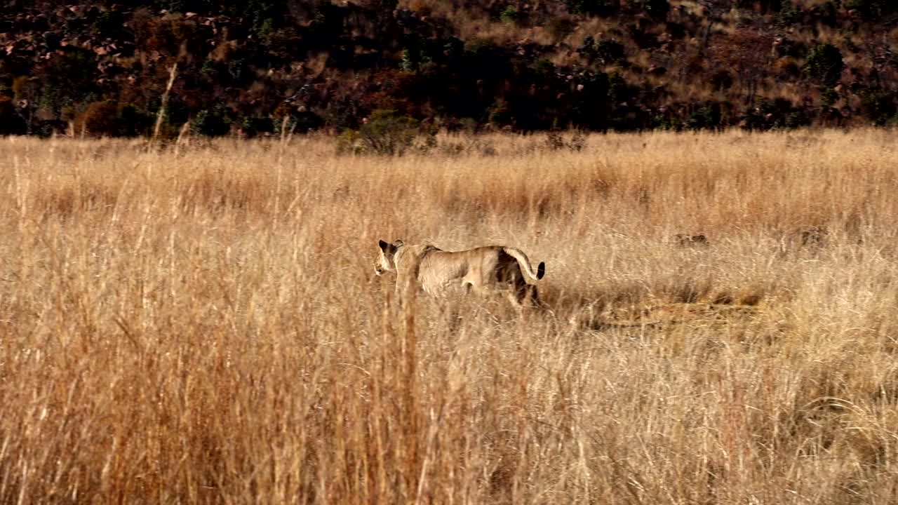 Crouched and camouflaged lioness in dry grass breaks out and charges prey, slomo