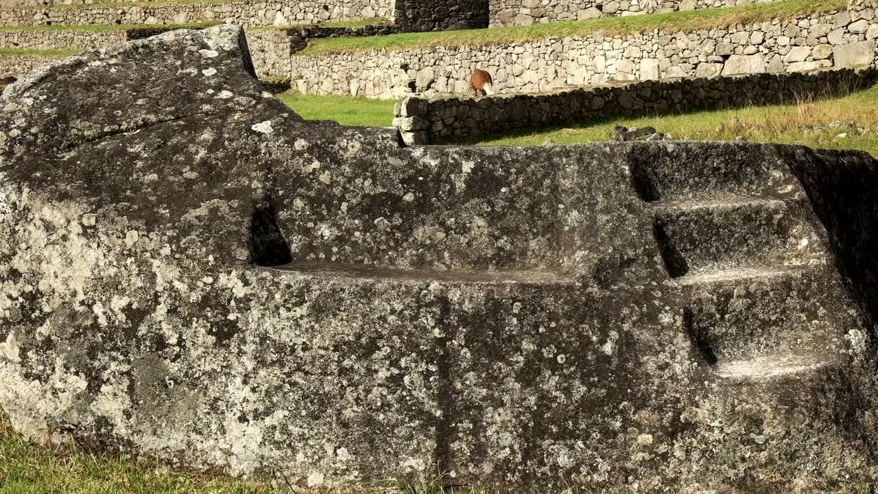 cerca de una roca ceremonial en machu picchu con una llama que se alimenta