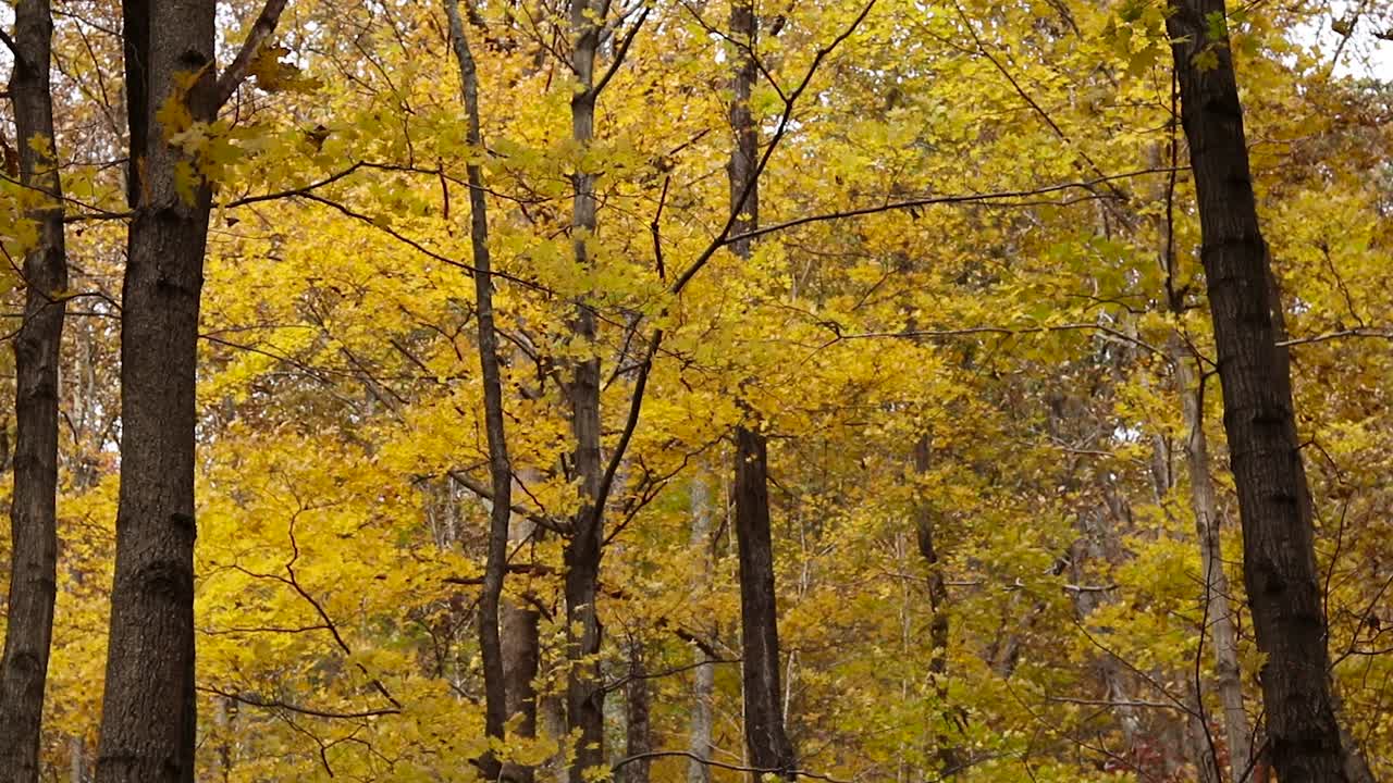 Yellow Autumn leaves gently rustle in the wind. Tranquil forest in the Fall.
