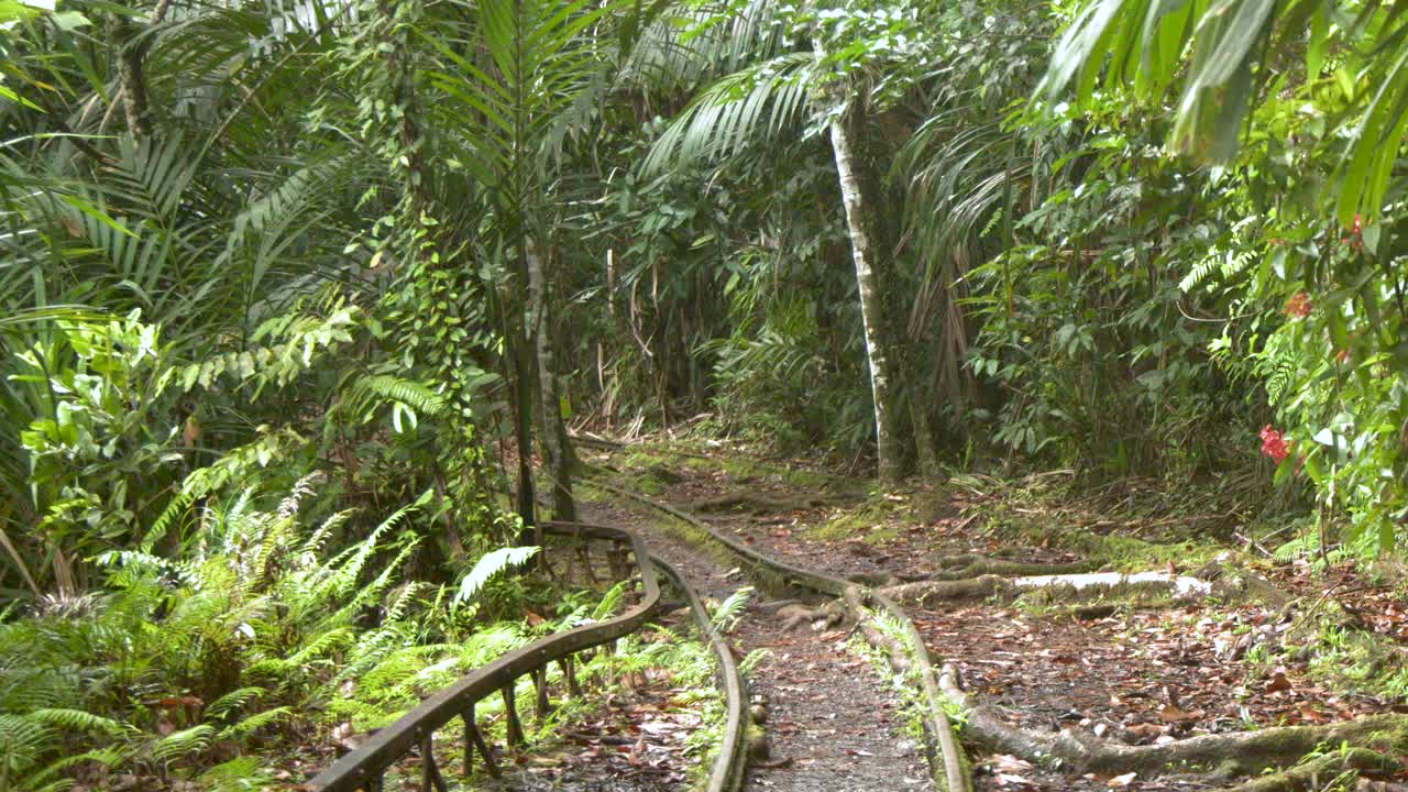 Inquadratura ampia statica di binari ferroviari minerari arrugginiti, ricoperti da una folta vegetazione lussureggiante della foresta pluviale.
