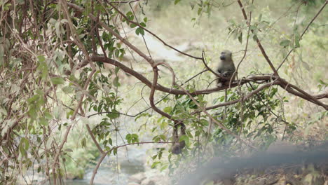 dos monos jóvenes jugando en las selvas salvajes de áfrica