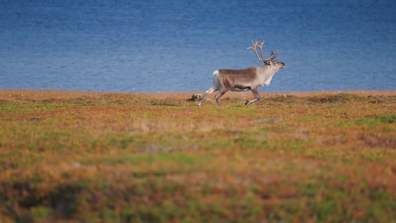 un reno solitario vaga pastando a través de la tundra de otoño en la orilla del fiordo
