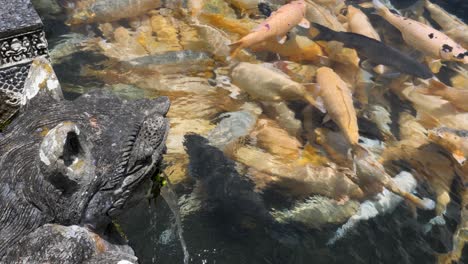 Una-Estatua-Sagrada-Domina-Las-Aguas-Cristalinas-De-Un-Estanque-Tradicional-Del-Templo-Lleno-De-Grandes-Peces-Koi