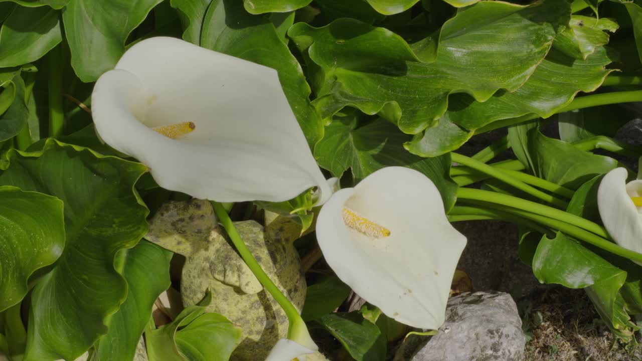Detaljert visning av elegante hvite kalla-liljer i naturlige omgivelser
