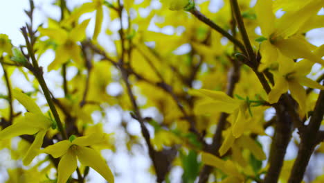 Kleine-Gelbe-Blüten-Eines-Großen-Busches,-Der-Im-Schönen-Garten-Vom-Wind-Wiegt.