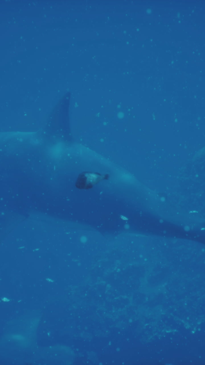 un gran tiburón nada a través del océano