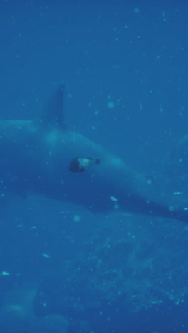 a large shark swims through the ocean