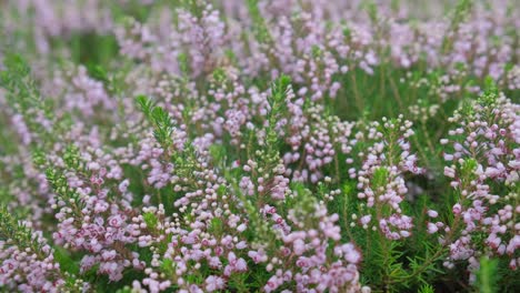 beautiful background of purple flowers growing among green grass beautiful background of purple flowers growing among green grass a carpet of young flowering plants in spring wild plants in the field