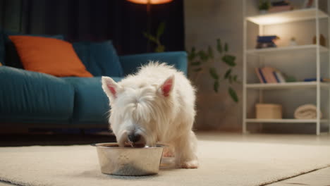 cute white dog eating from a bowl at home