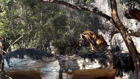 el tigre se mueve a través de árboles y rocas en el recinto